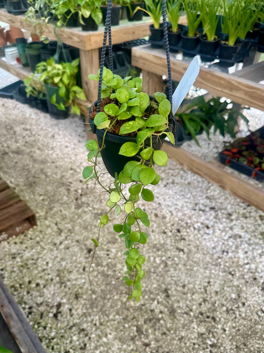 Hoya Carmelae