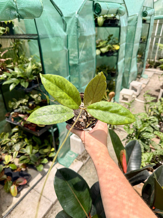 Hoya Vitellinoides