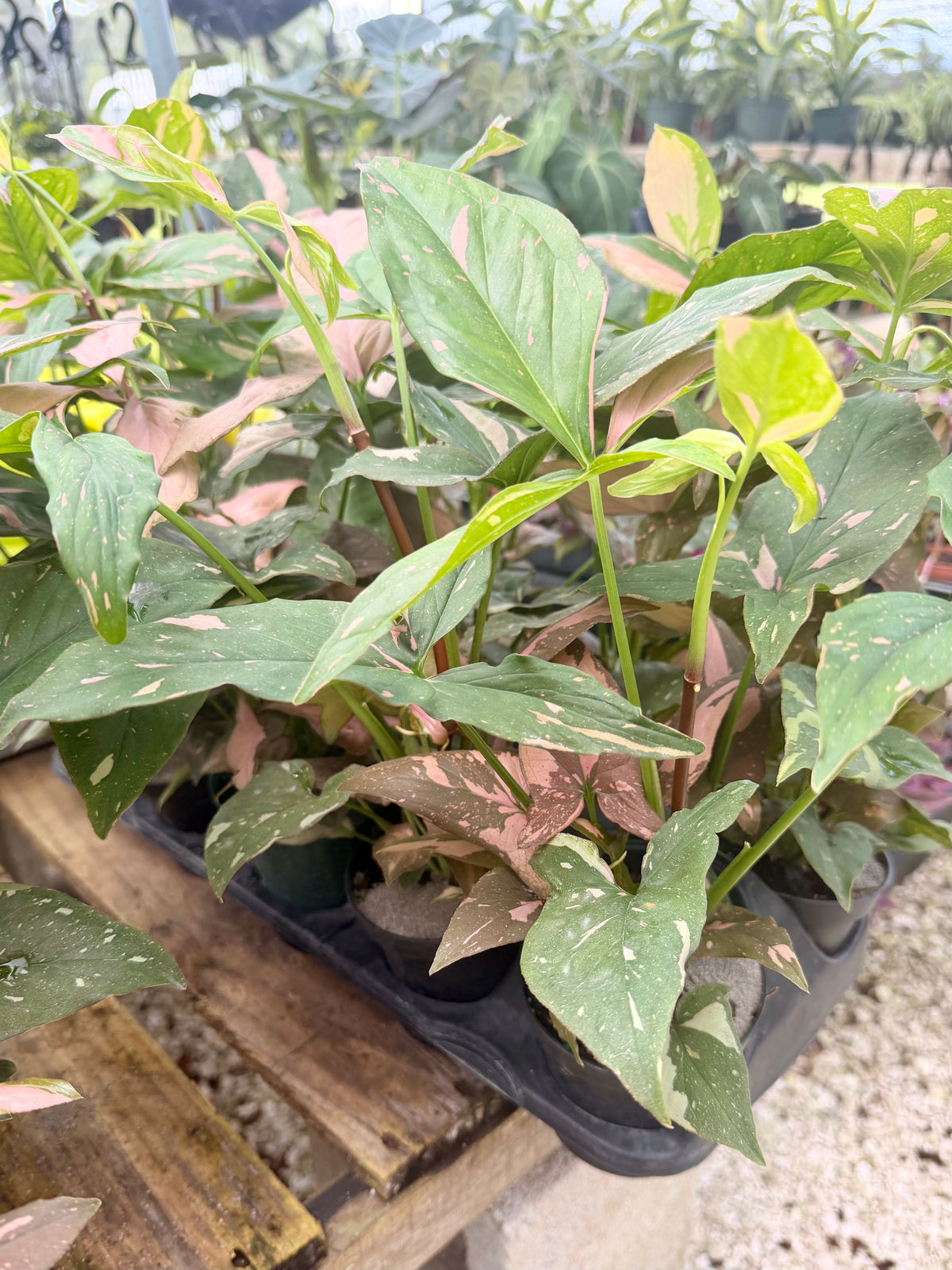 Syngonium Pink Splash