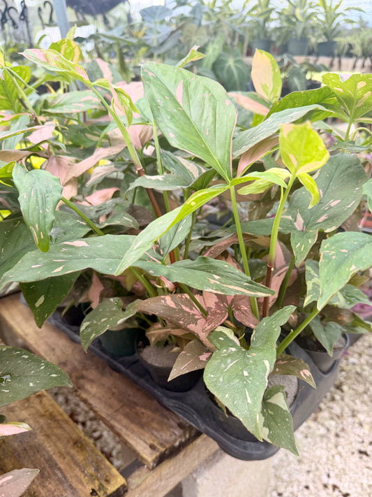 Syngonium Pink Splash