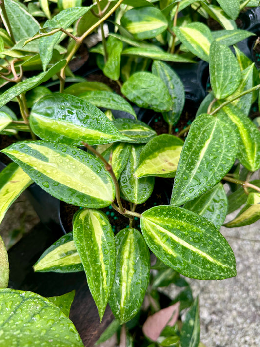 Hoya Macrophylla 'Pot of Gold'