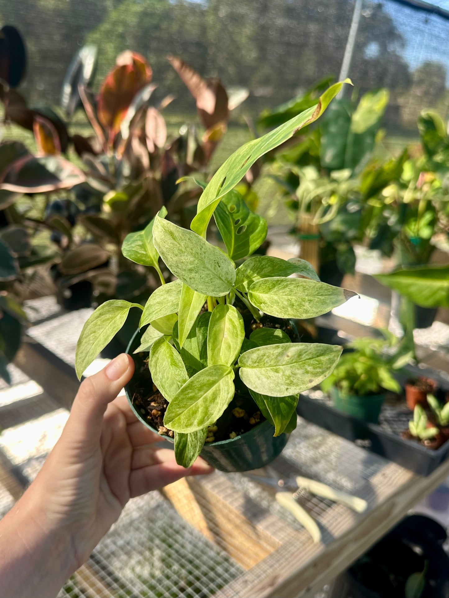 Monstera Adansonii Var Laniata Variegated (mint)