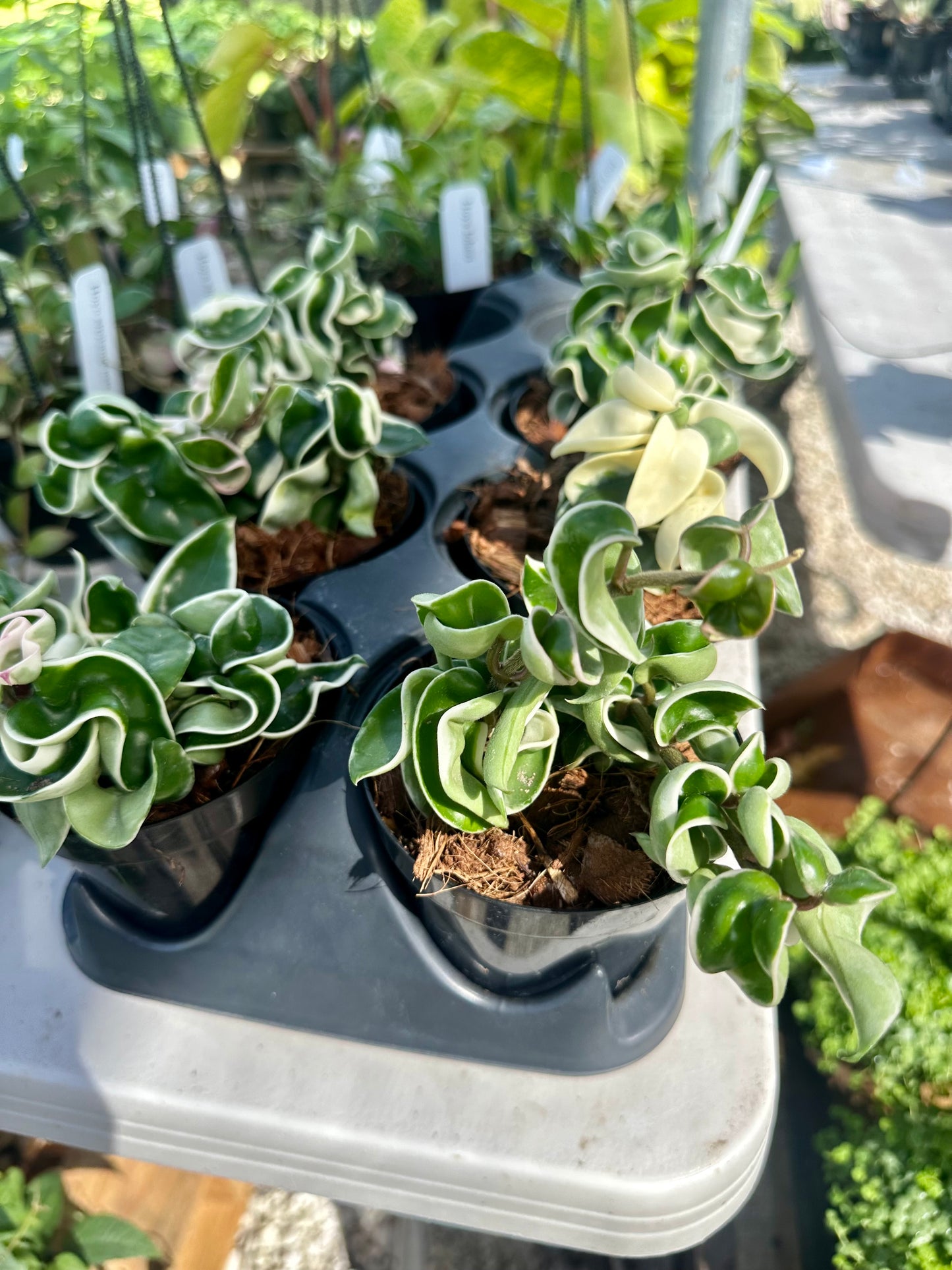 Hoya Carnosa Compacta Variegated