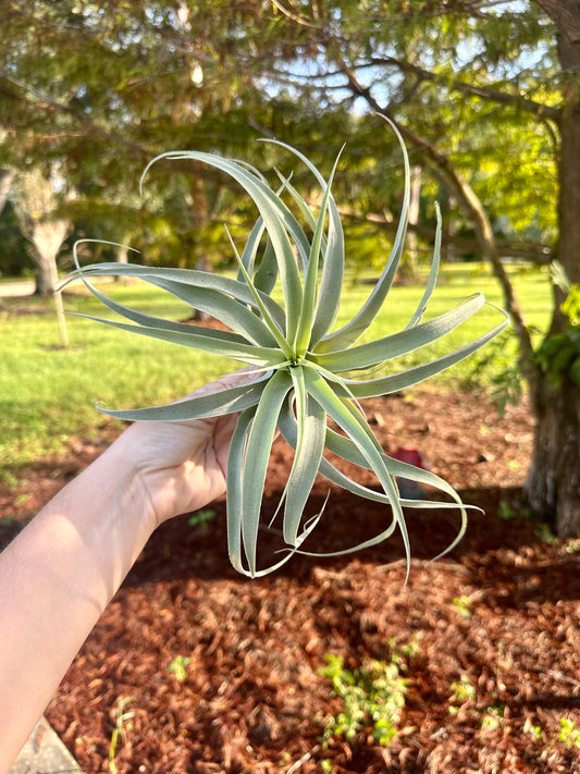 Tillandsia • Cacticola