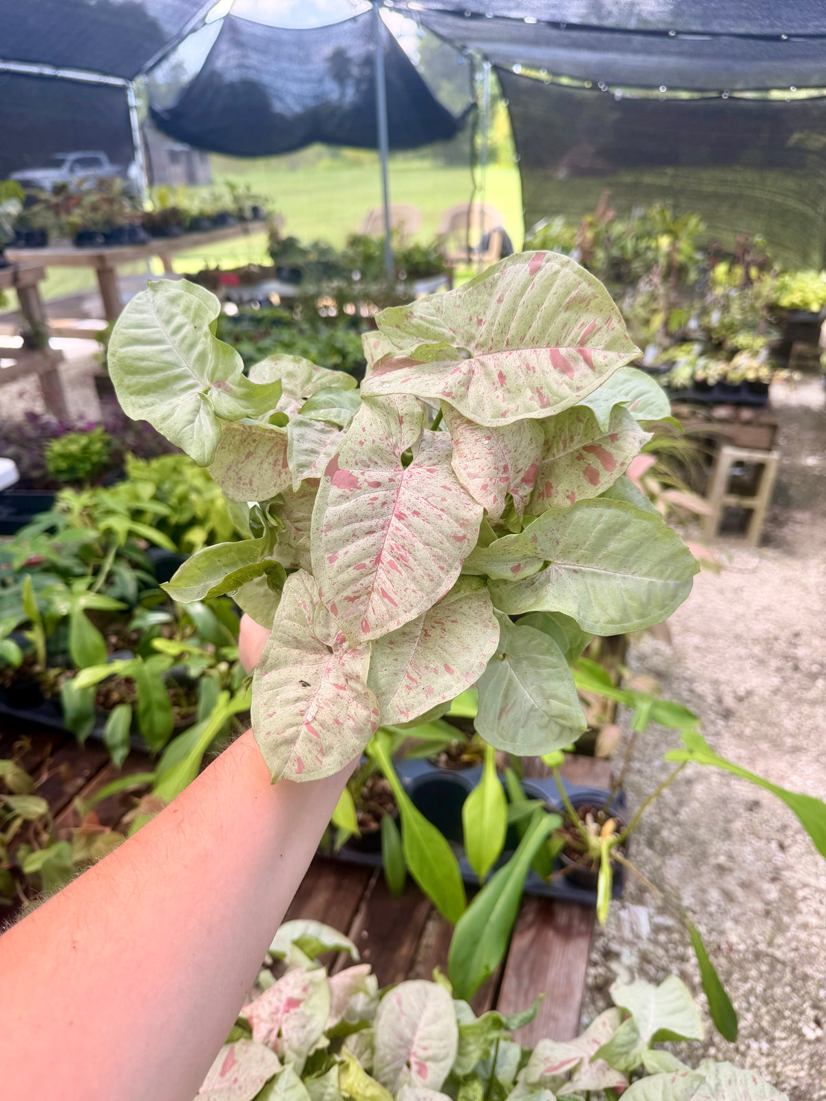 Syngonium Milk Confetti