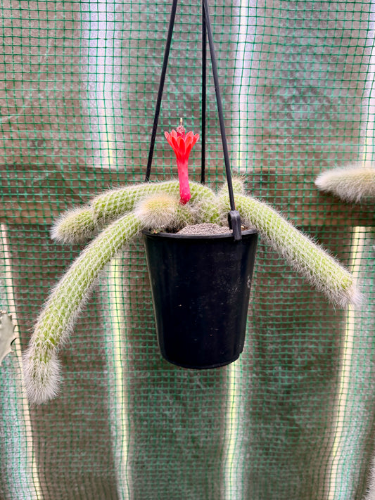 Monkey Tail Cactus (White)