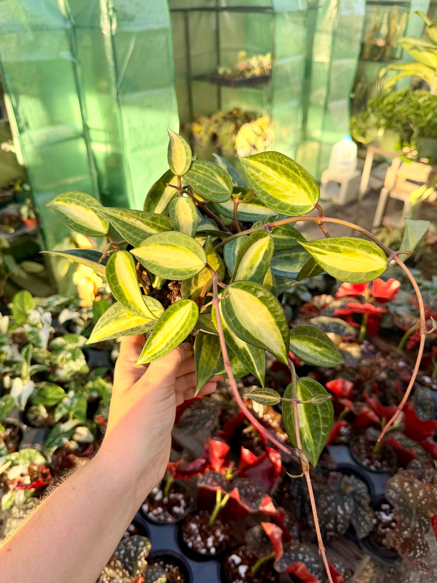 Hoya Macrophylla 'Pot of Gold'