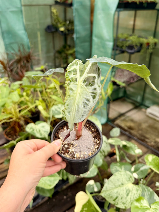 Alocasia Venum