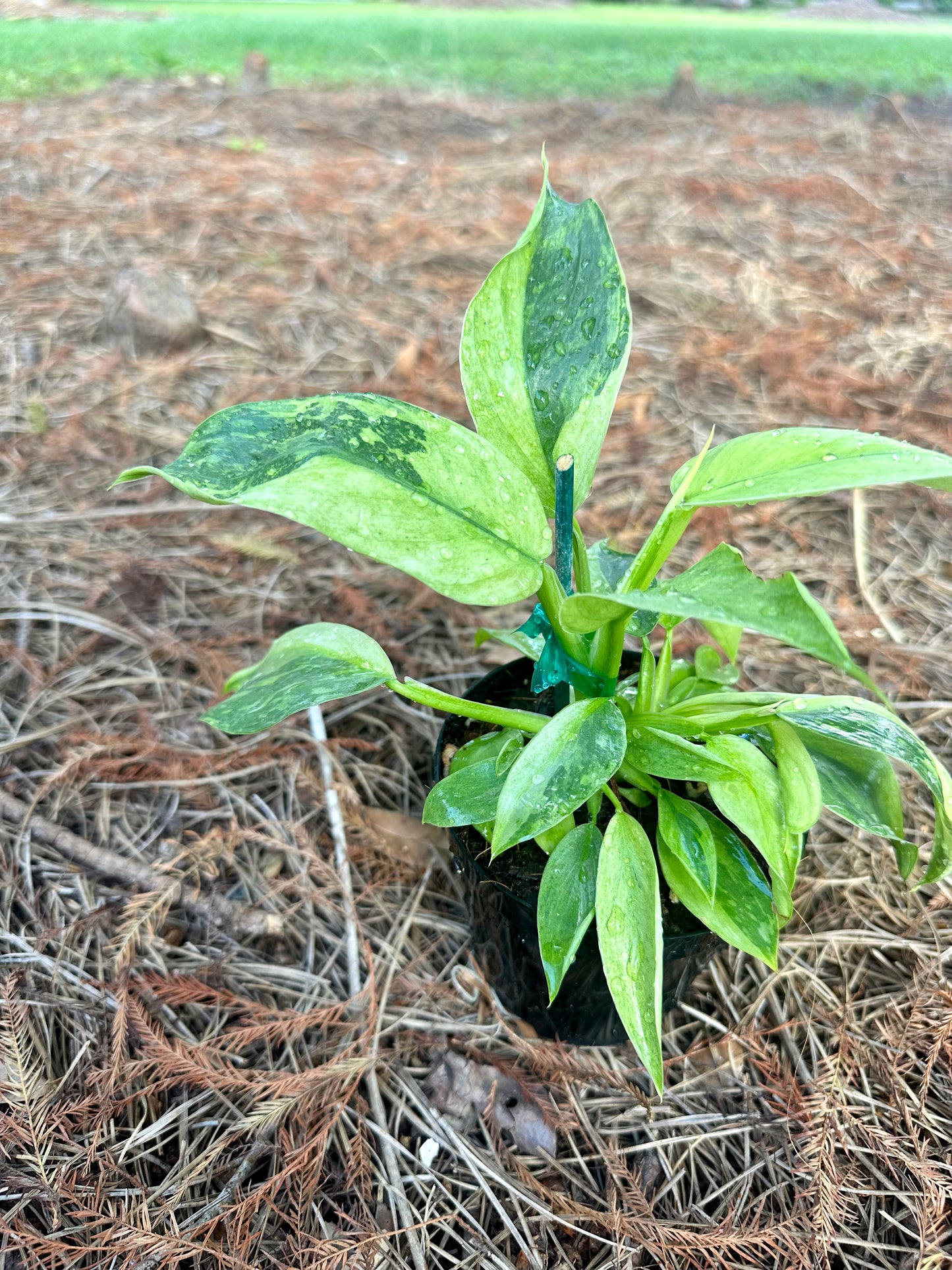 Philodendron Jose Bueno