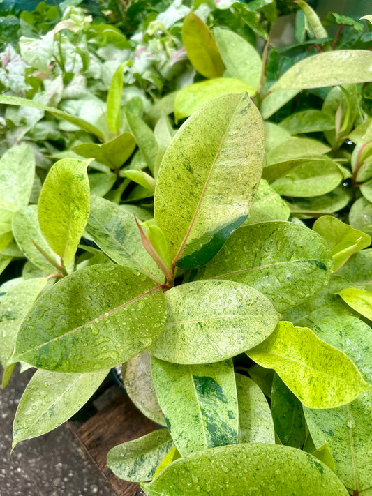 Ficus Moonshine