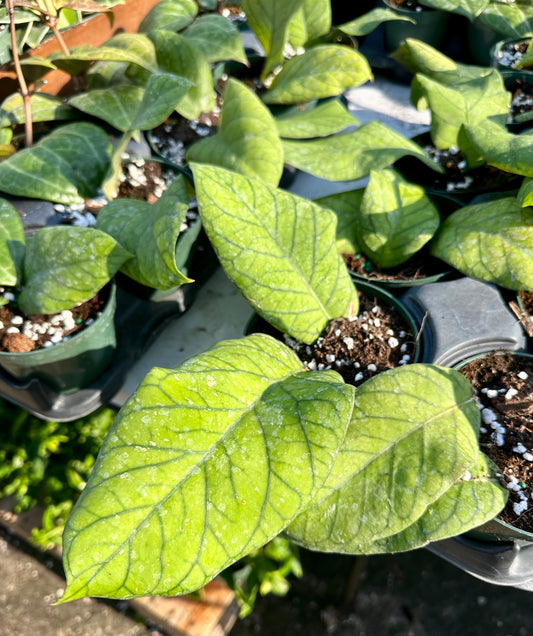 Hoya Meredithii