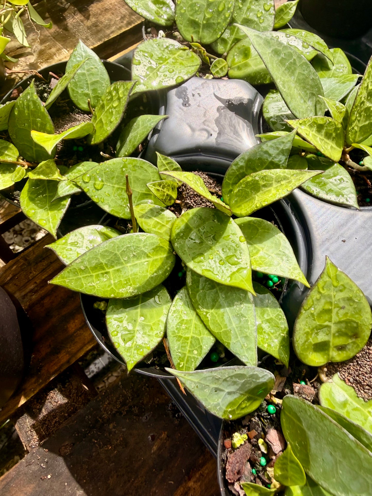 Hoya Black Margin