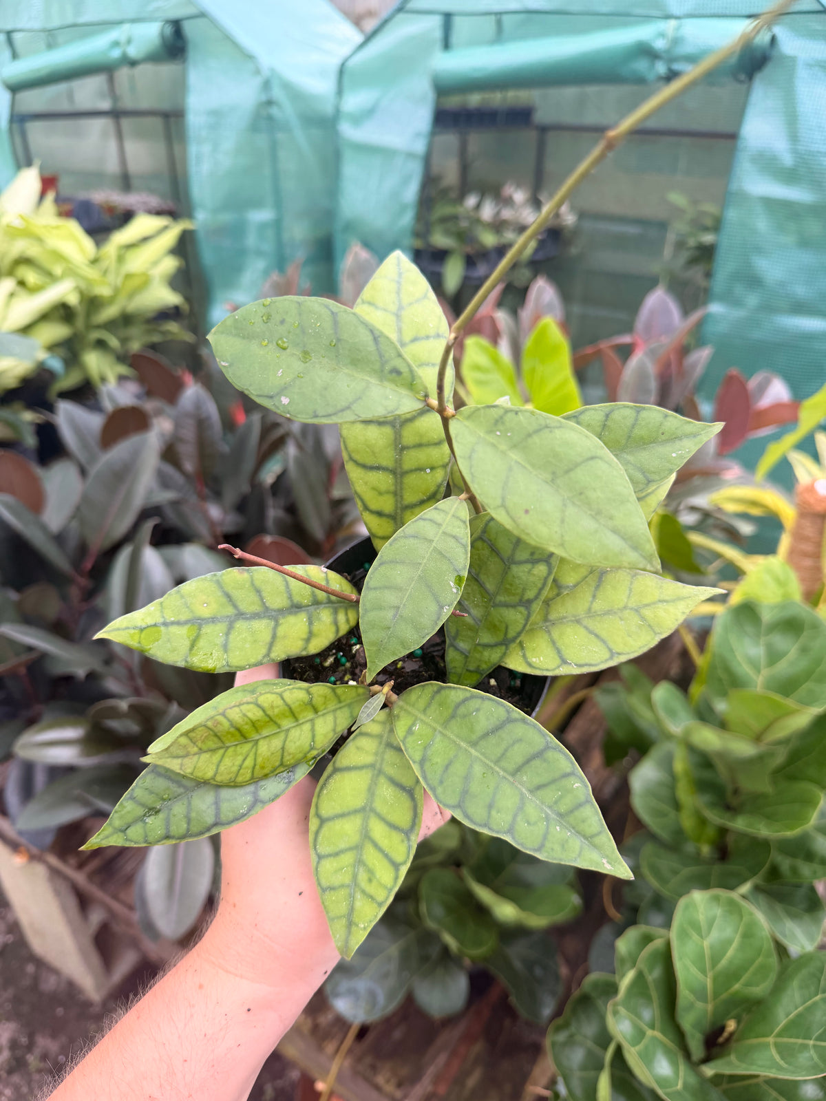 Hoya Callistophylla