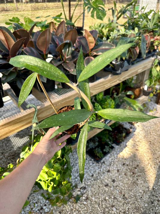 Hoya sp. Rindu Rafflesia