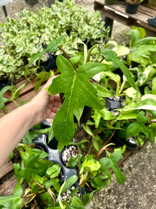 Philodendron Florida Green