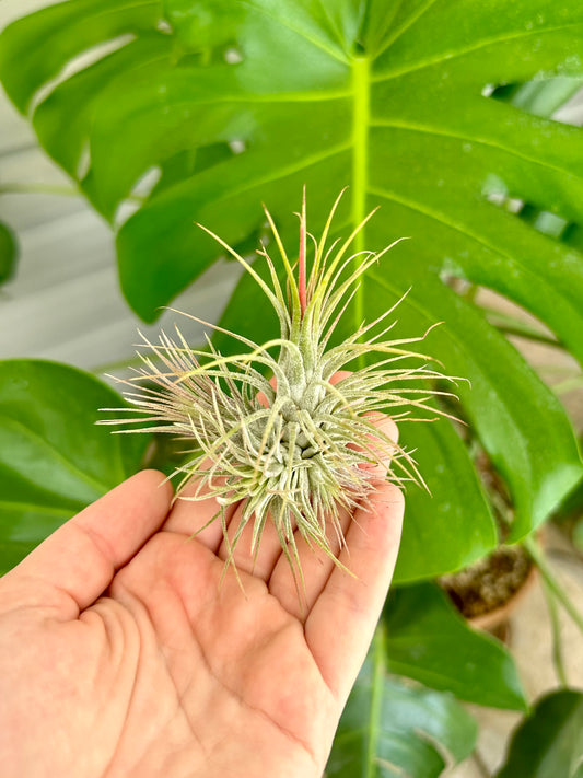Tillandsia • Ionantha Guatemala Clump