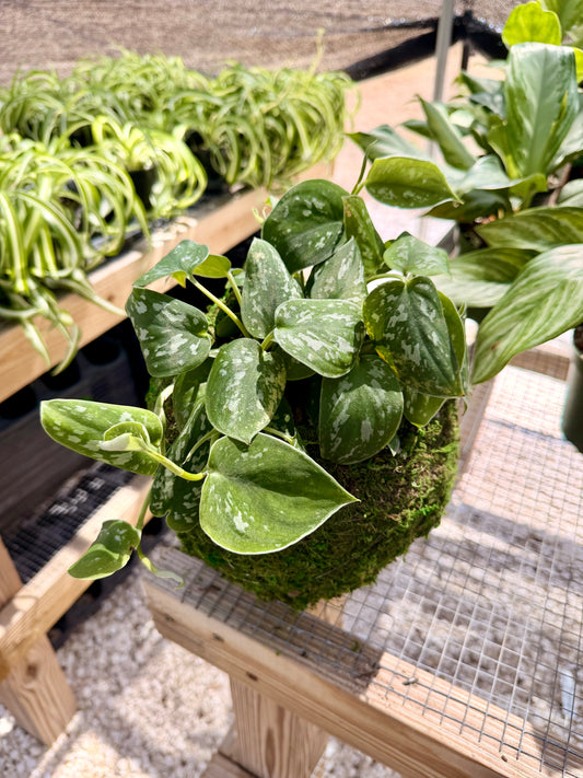 Kokedama Scindapsus Pictus