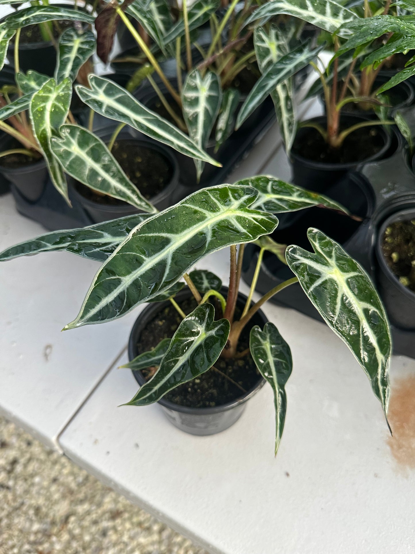 Alocasia Bambino