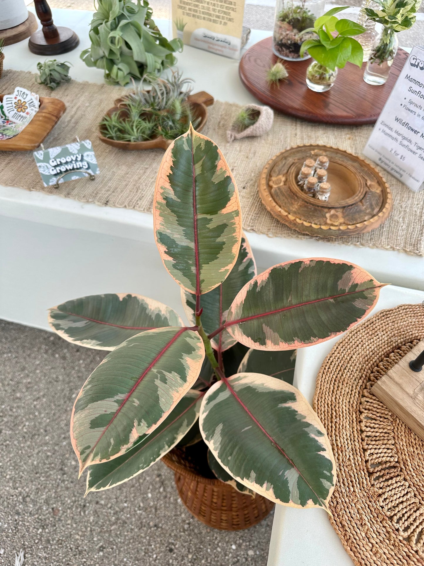 Ficus Ruby