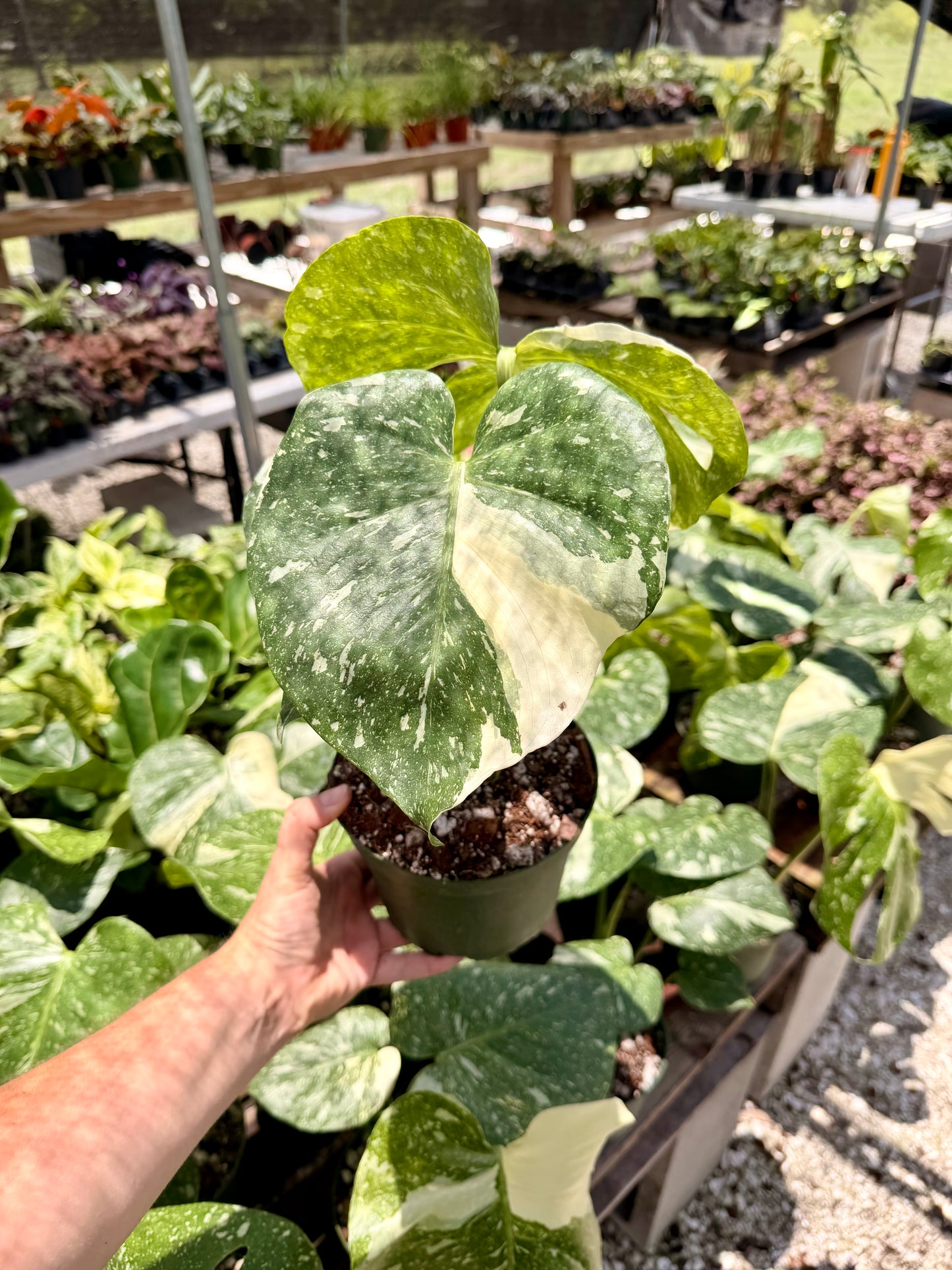Monstera Thai Constellation