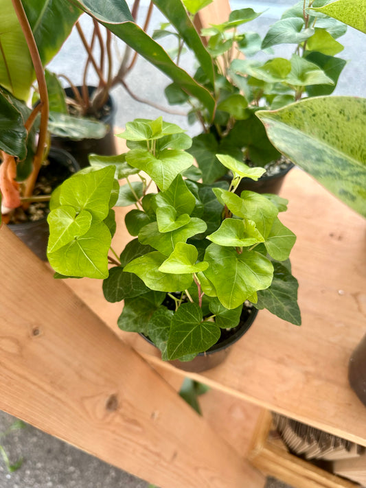 Ivy Green