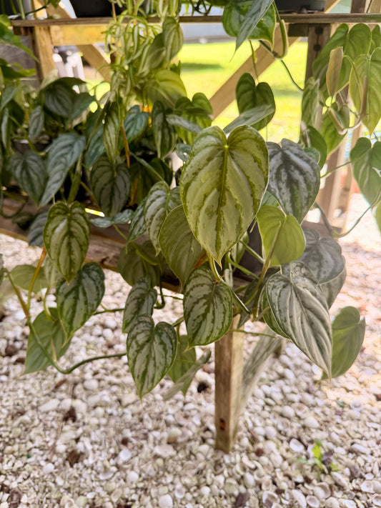 Philodendron Brandtianum