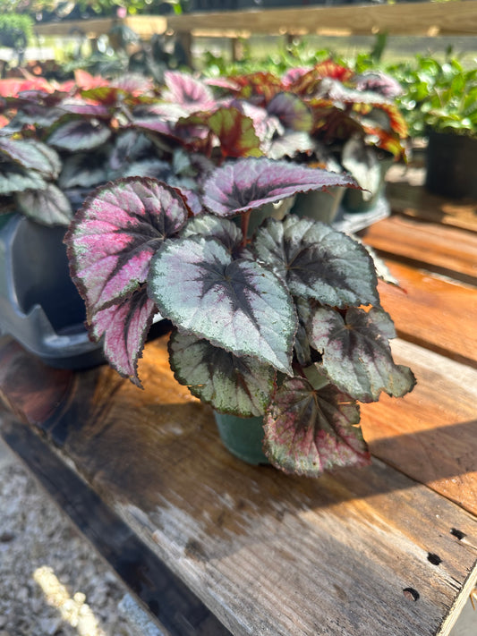 Begonia Red Kiss