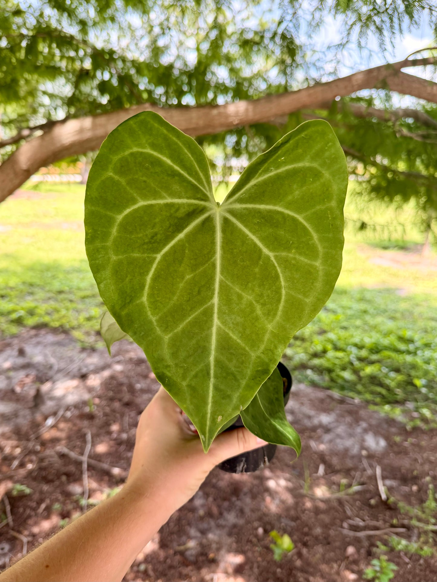 Anthurium Clarinervium