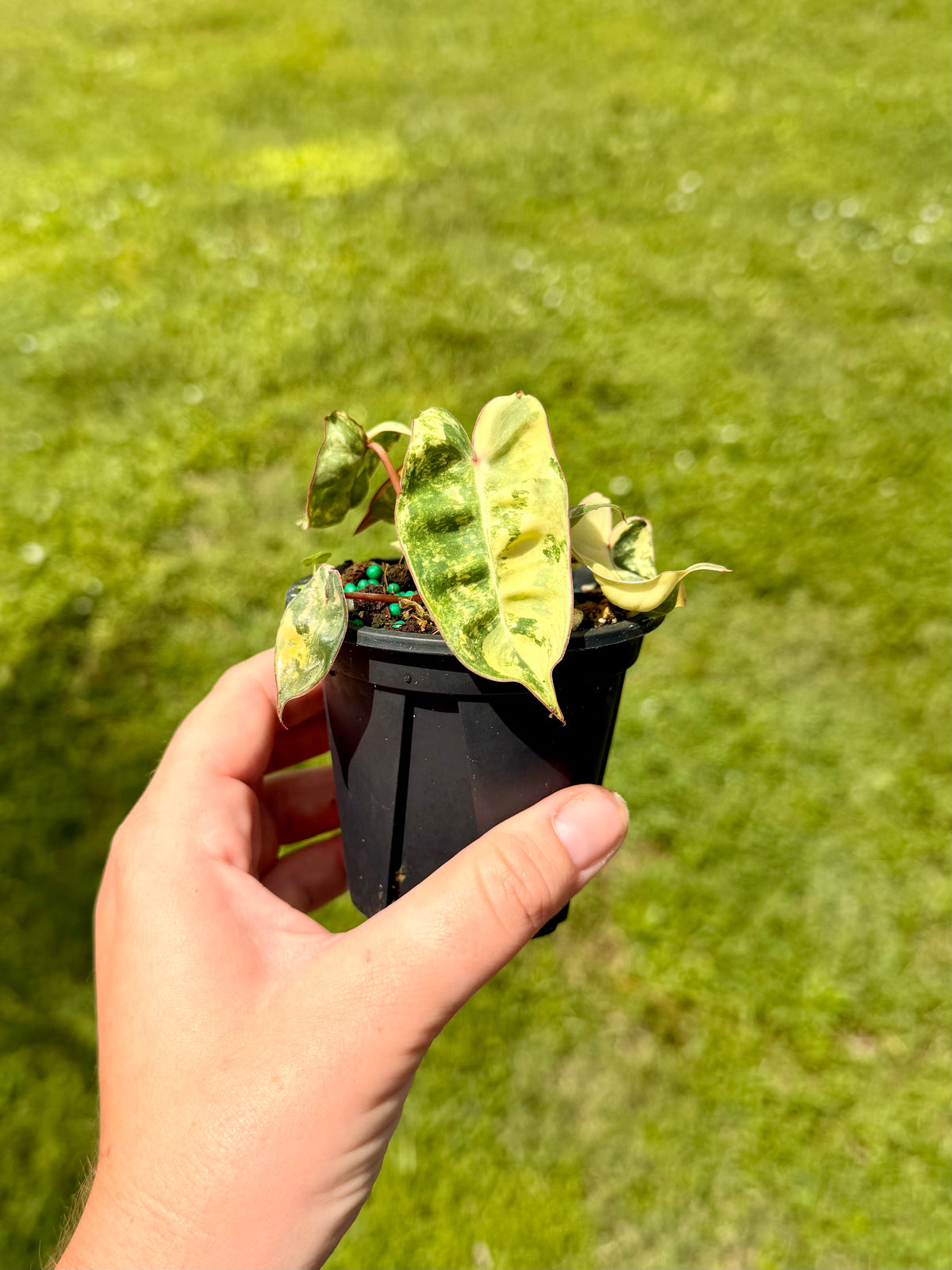 Philodendron Billietiae Variegated