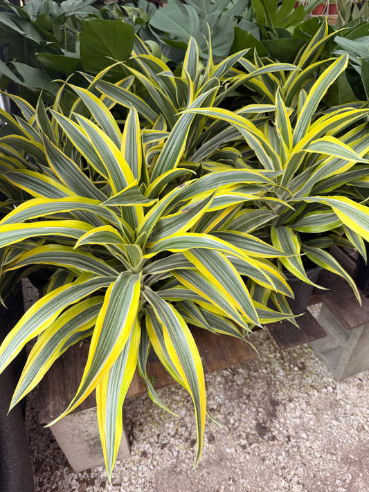 Dracaena Lemon Lime