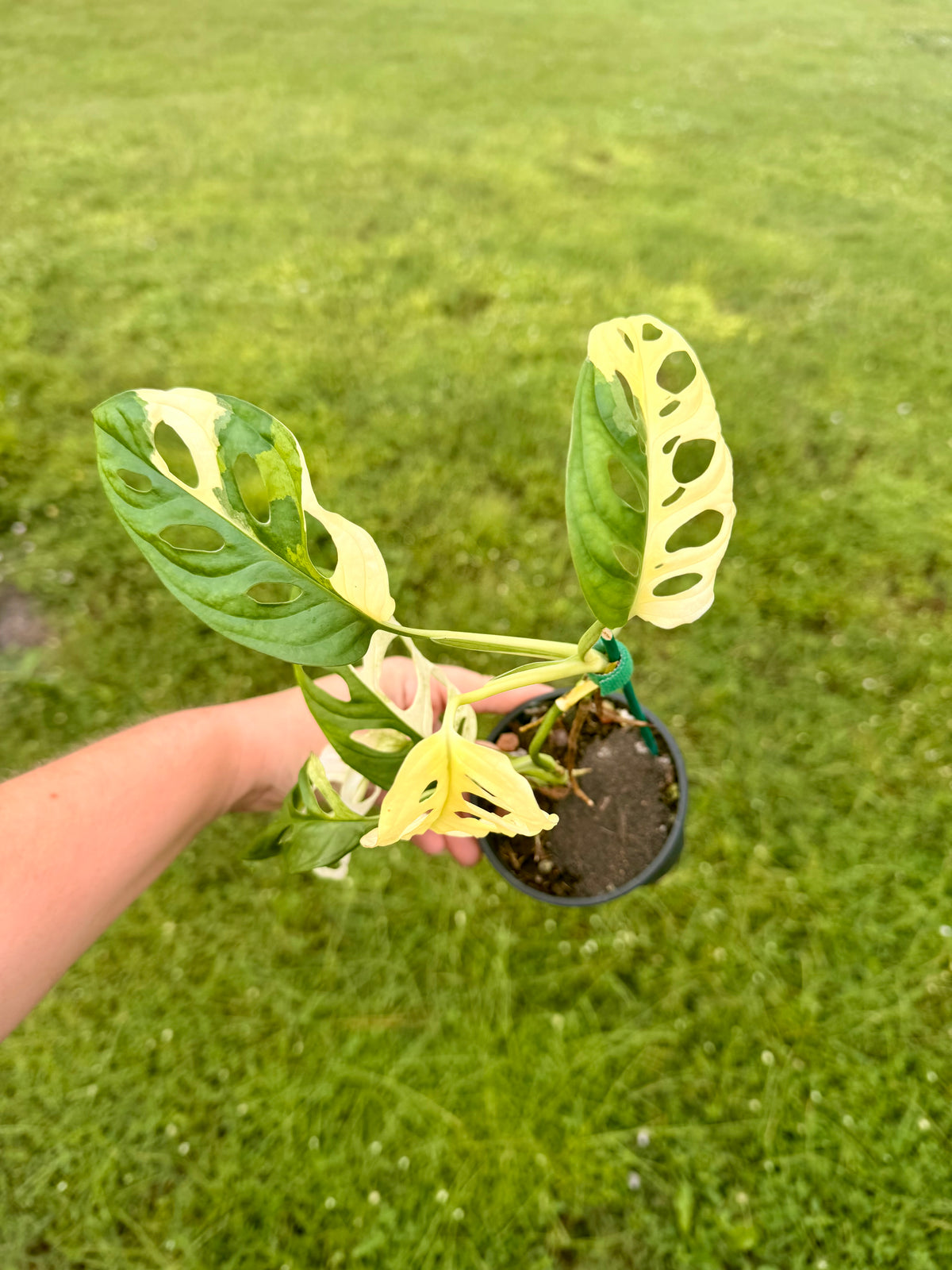 Monstera Adansonii Albo