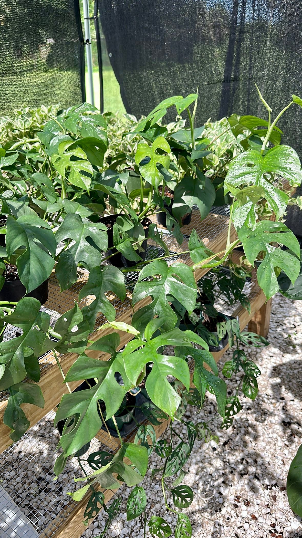 Rhaphidiphora Tetrasperma (Mini Monstera)