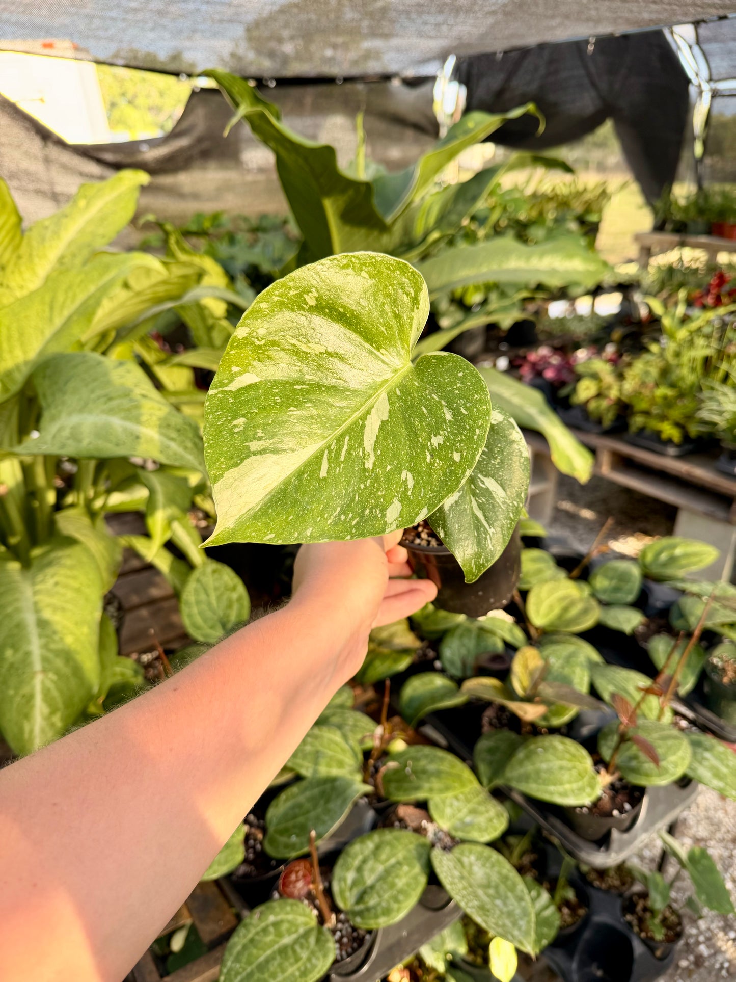 Monstera Thai Constellation