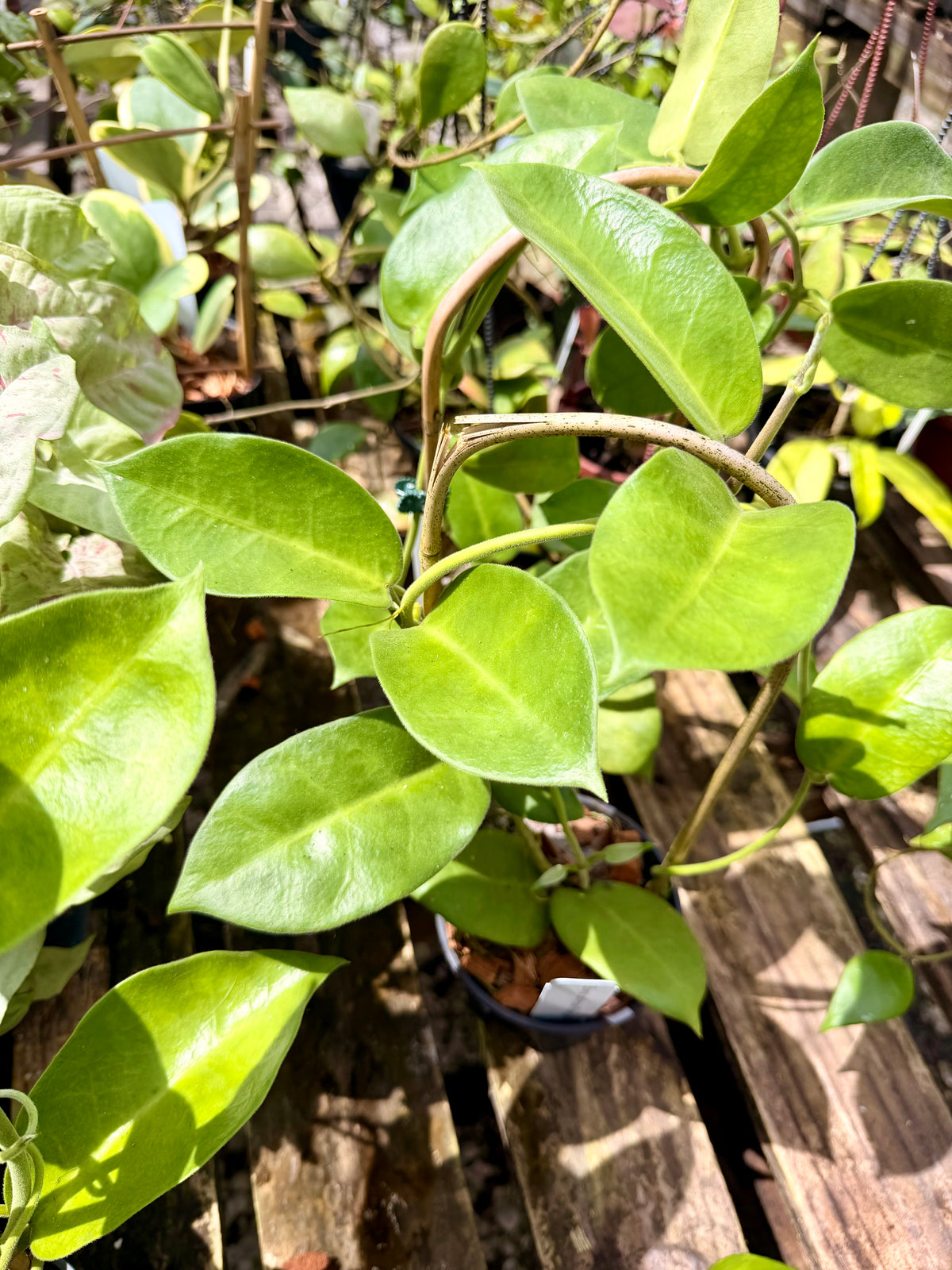 Hoya Calycina 'Stargazer'