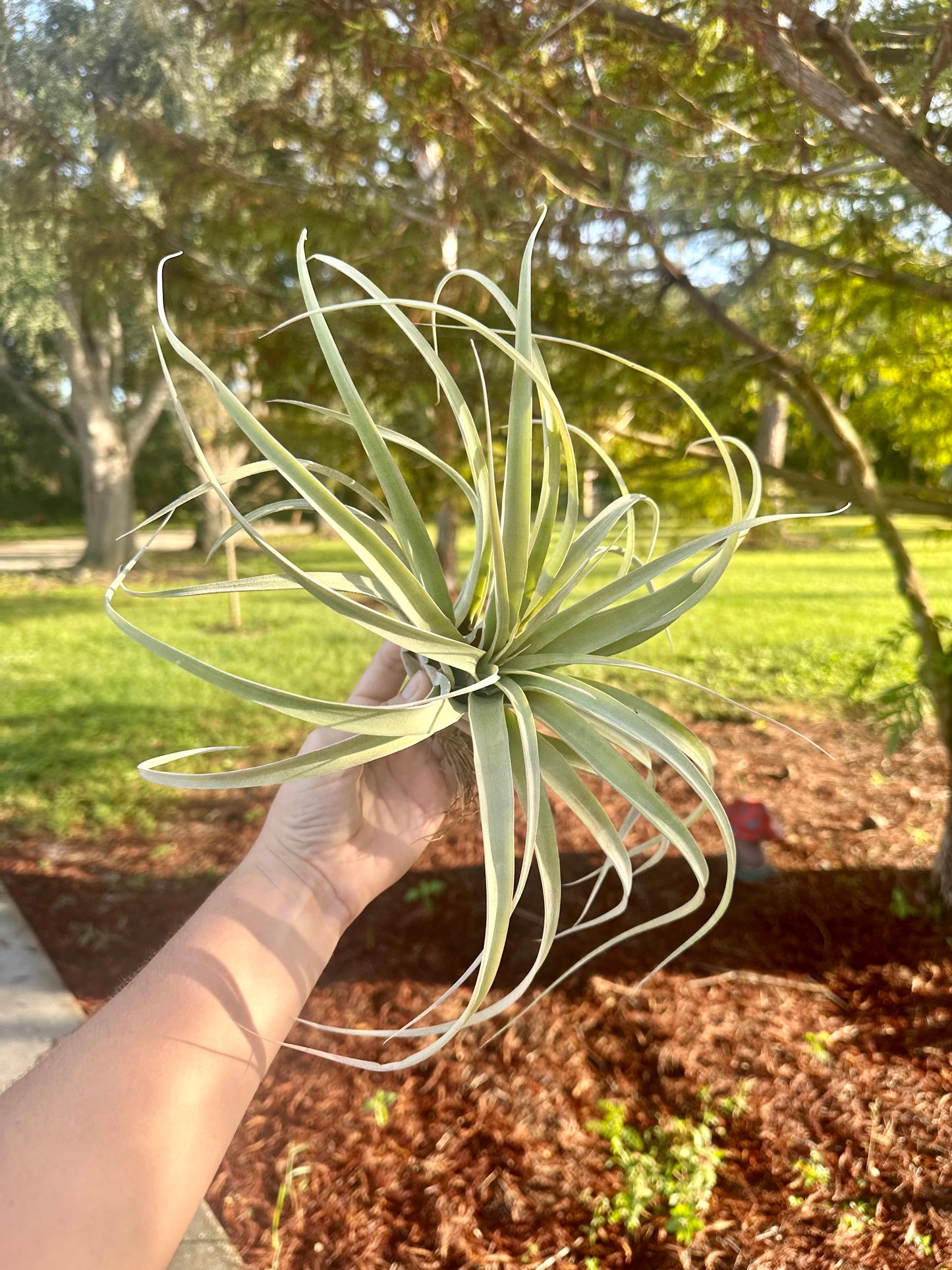 Tillandsia Hybrid • Xerographica X Capitata