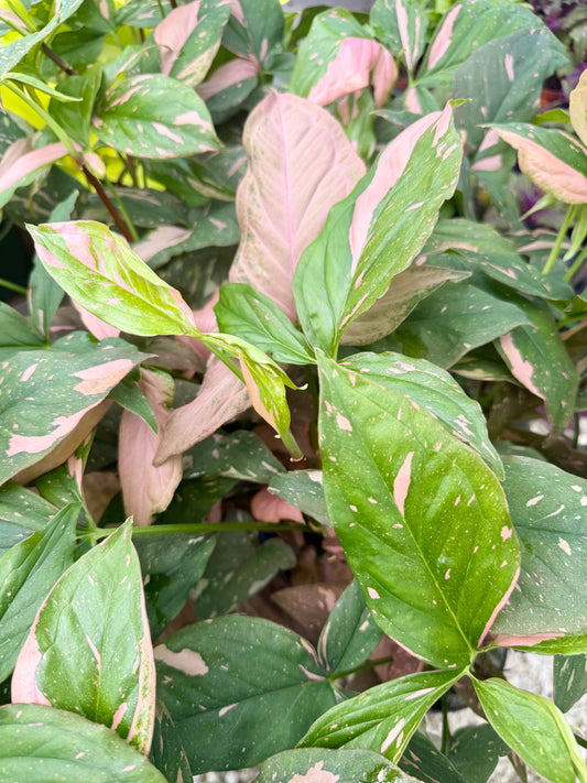 Syngonium Pink Splash