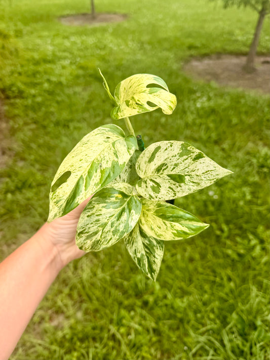 Epipremnum Pinnatum Marble Variegated