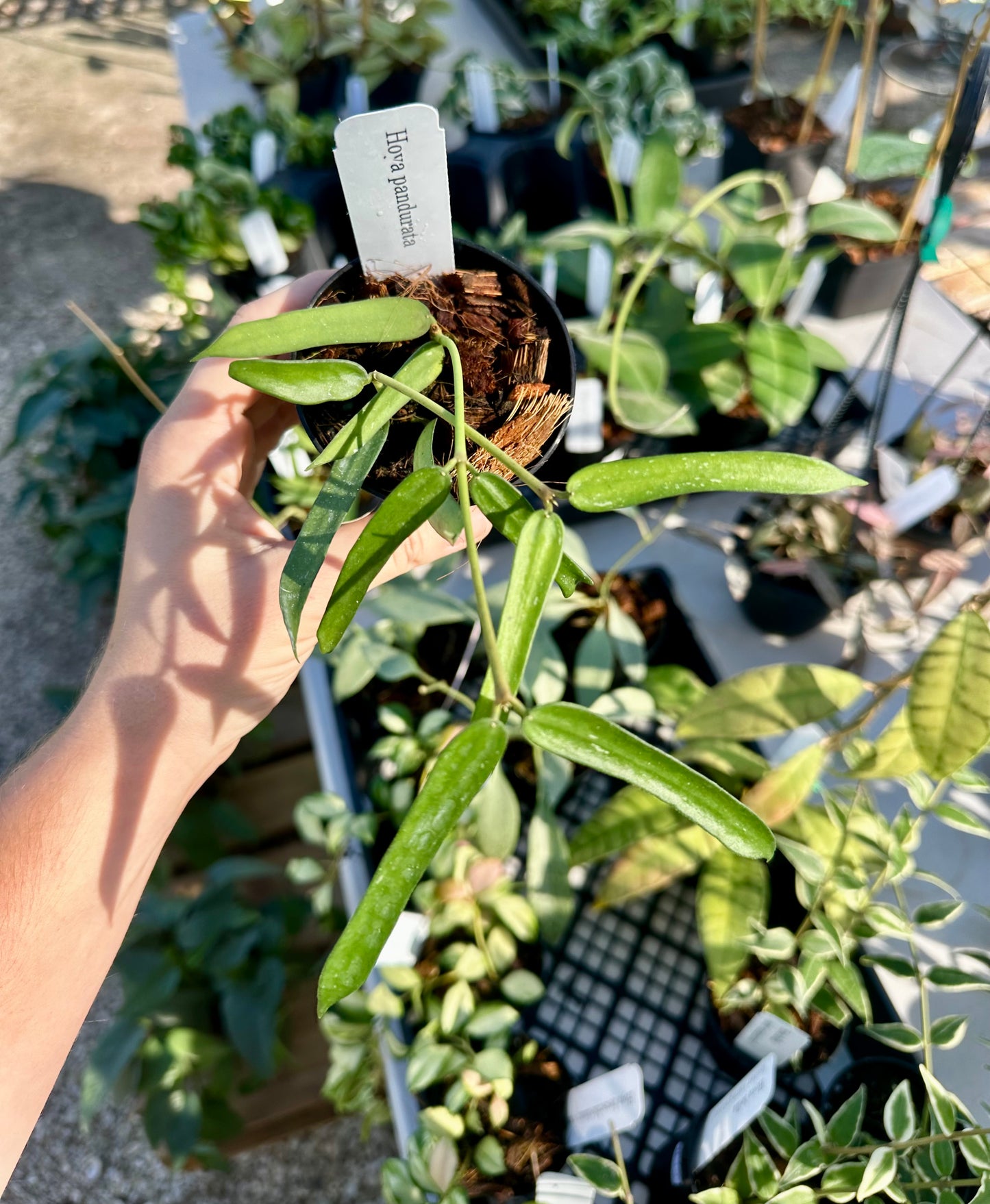 Hoya Pandurata