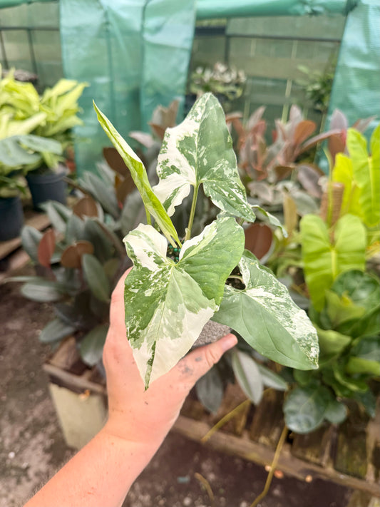 Syngonium Albo