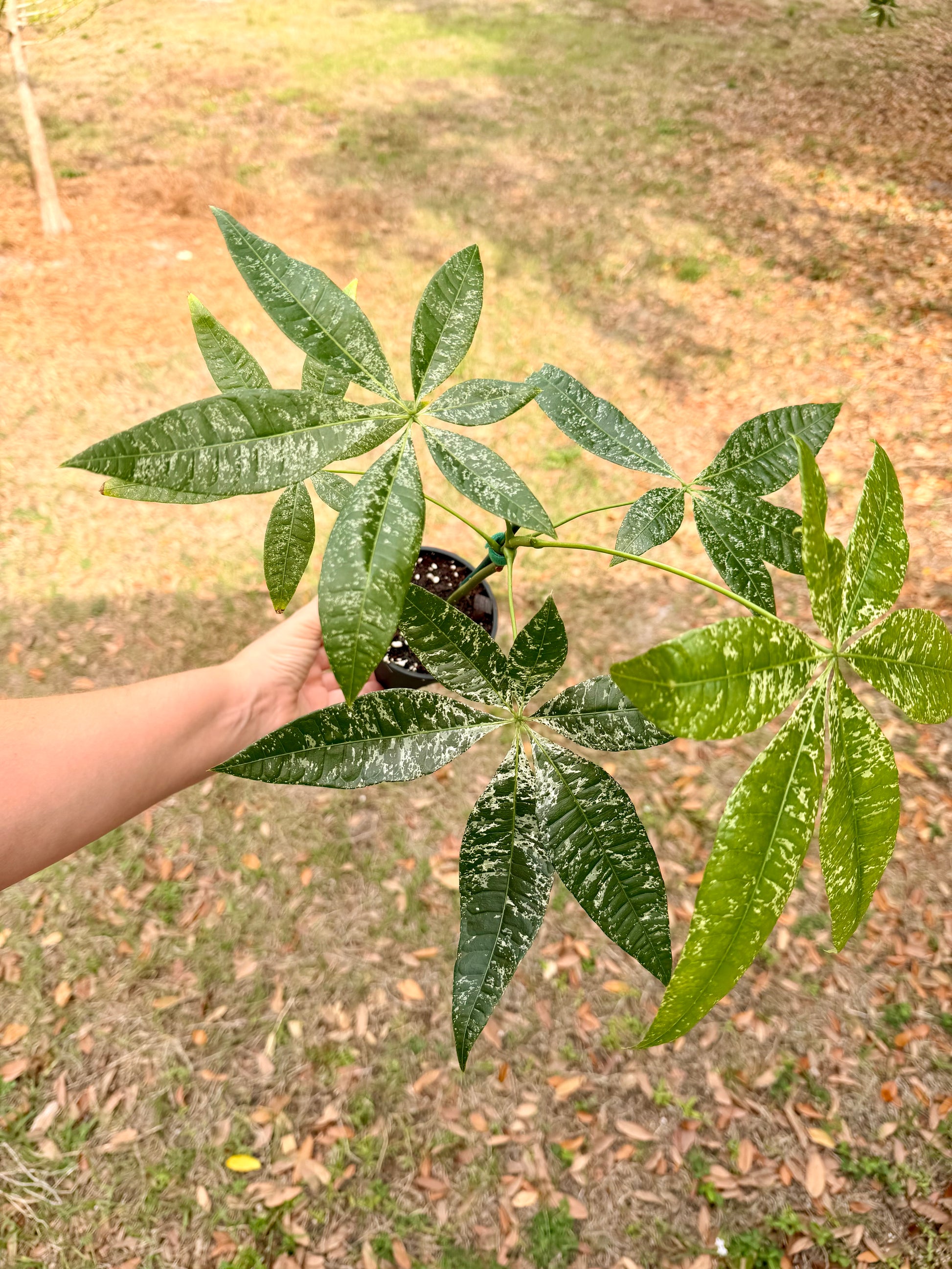 Money Tree Variegated  Groovy Growing