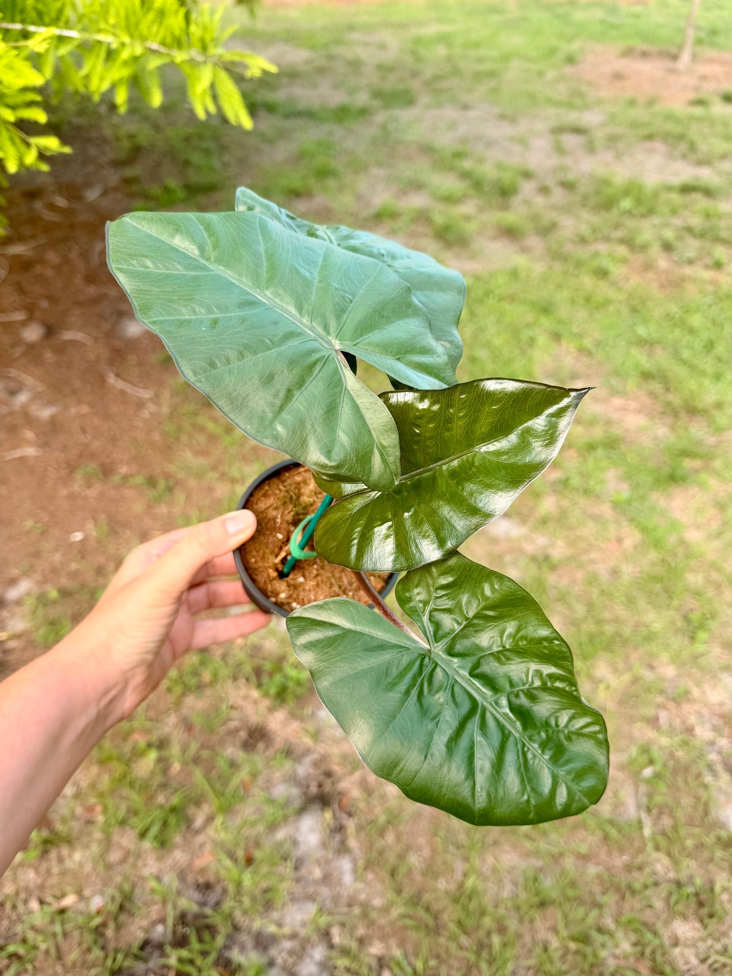 Alocasia Serendipity