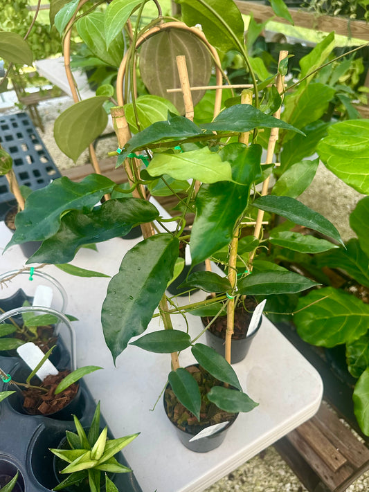 Hoya sp. PNG SV-441