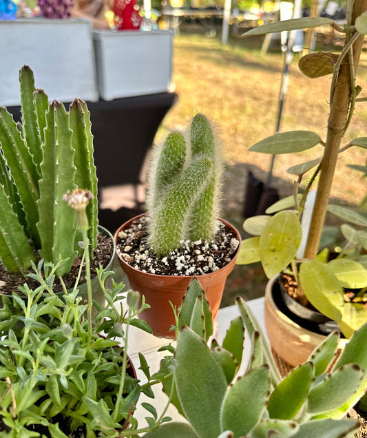 Fox Tail Cactus