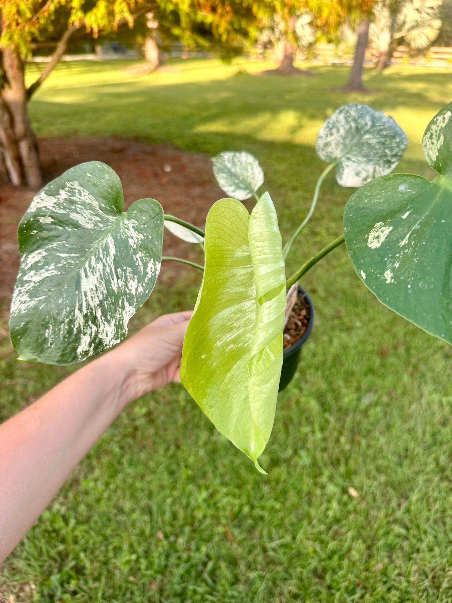 Monstera Mint