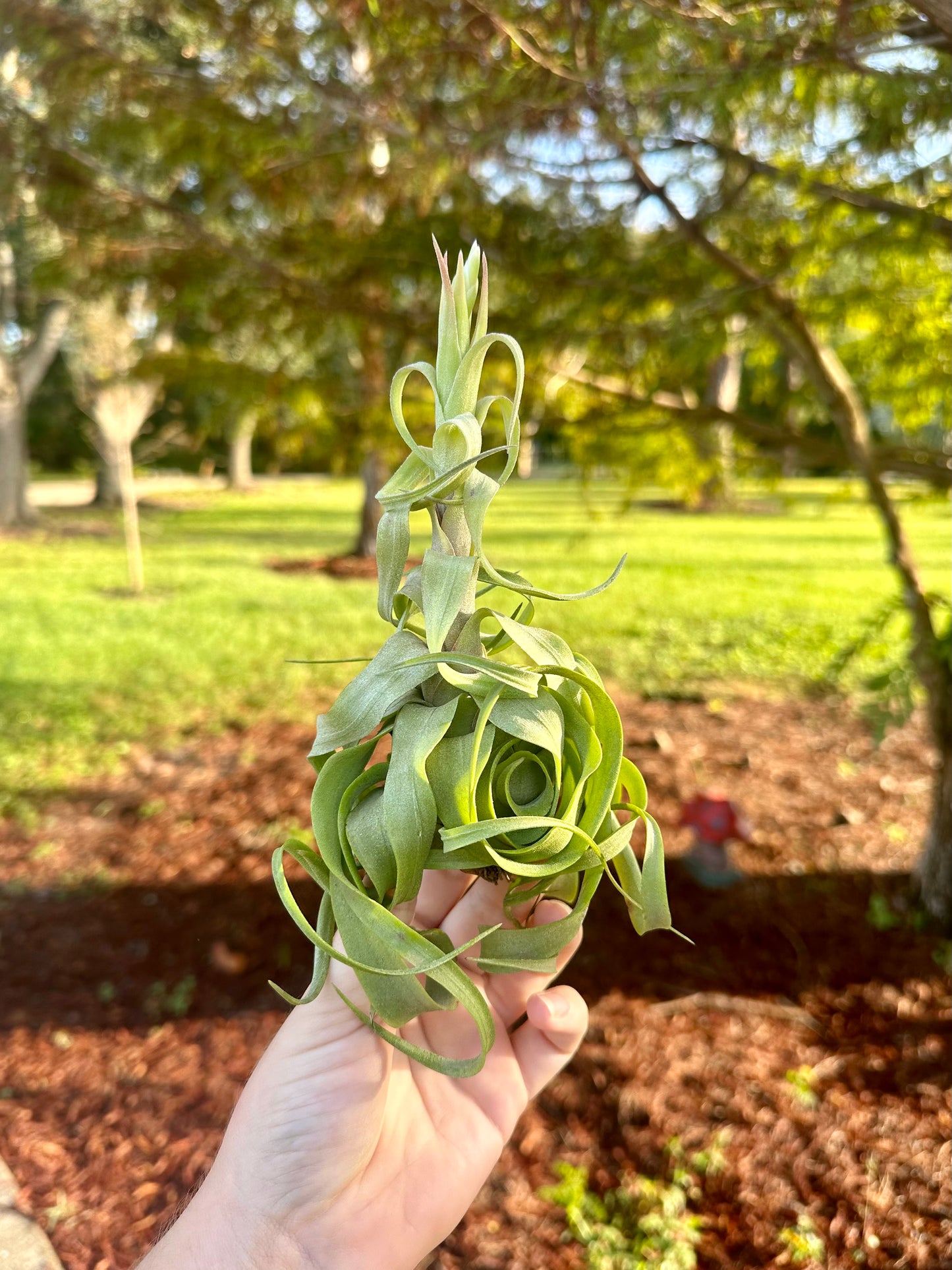 Tillandsia • Streptophylla