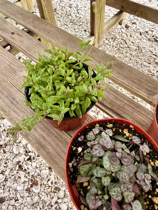 Stunning String Of Bundle Pack