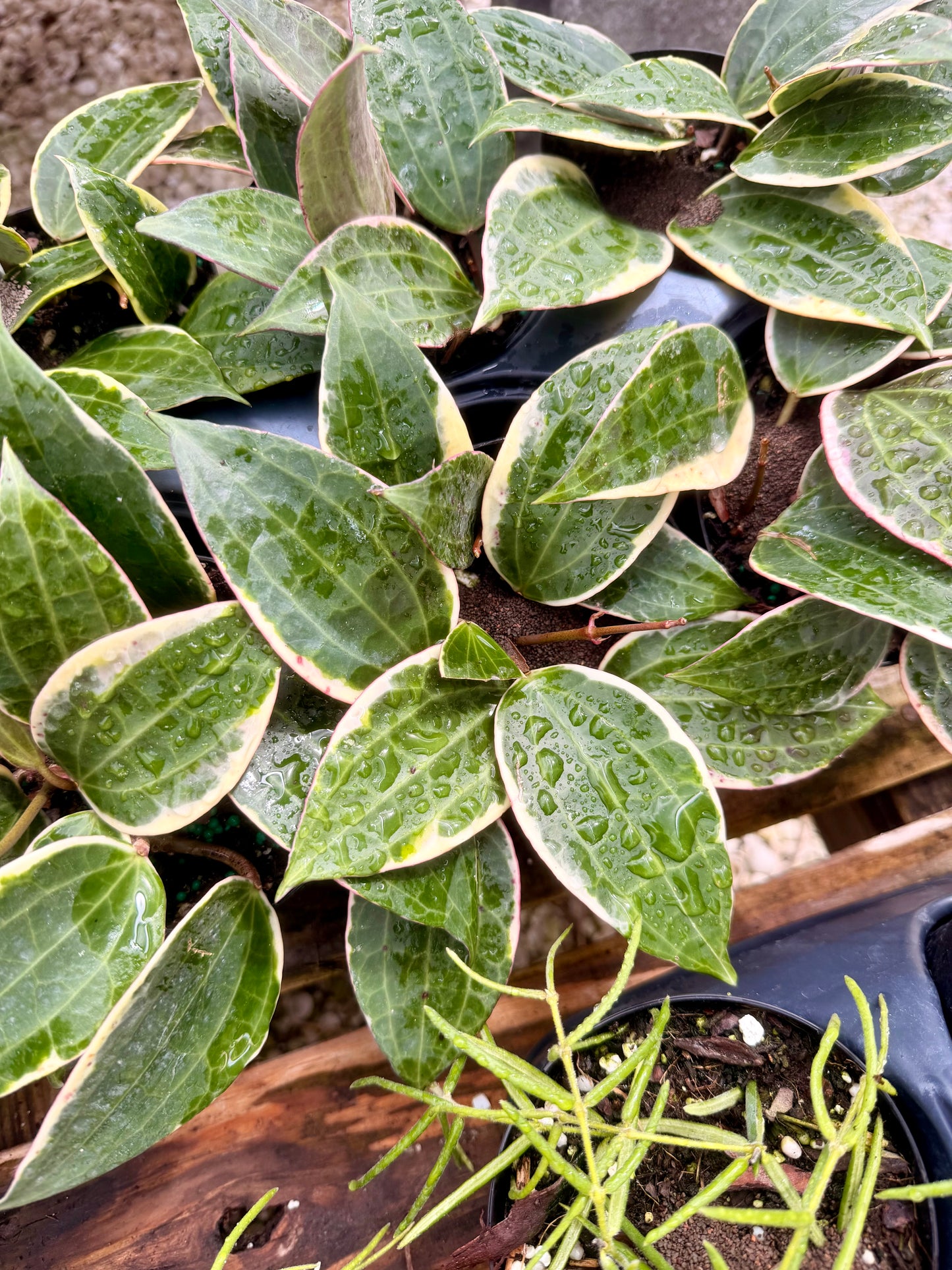 Hoya Macrophylla Variegated