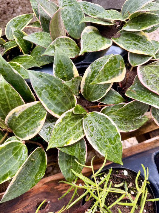 Hoya Macrophylla Variegated
