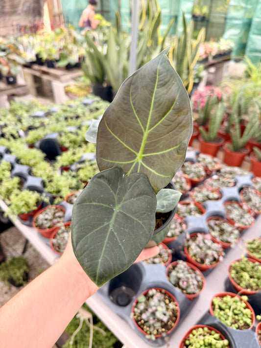 Alocasia Regal Shield