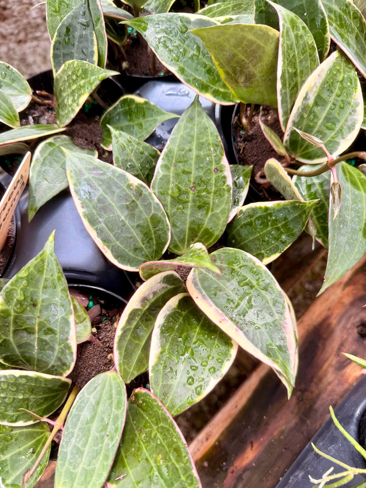 Hoya Macrophylla Variegated